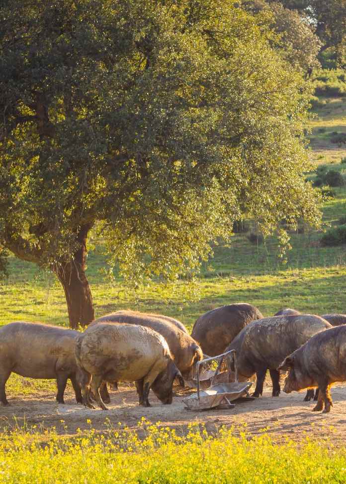 Jamones de Teruel • Casa Conejos • Piara de cerdos